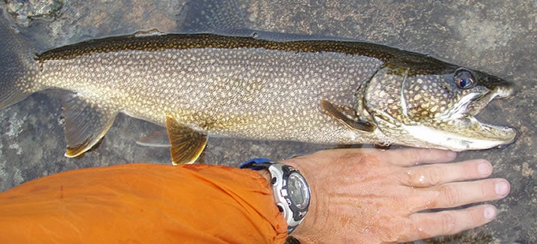 how to catch lake trout