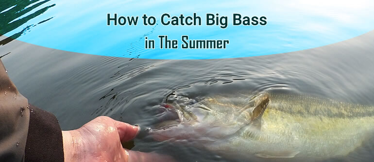 summer bass fishing tips