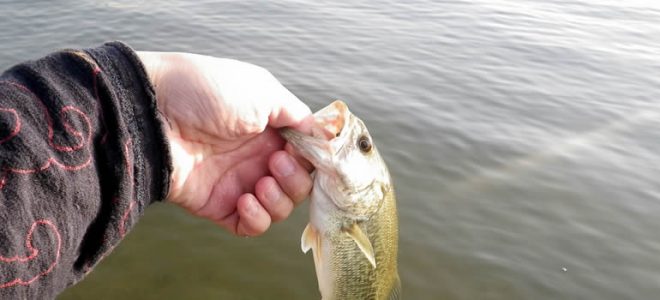 fish for bass out of season