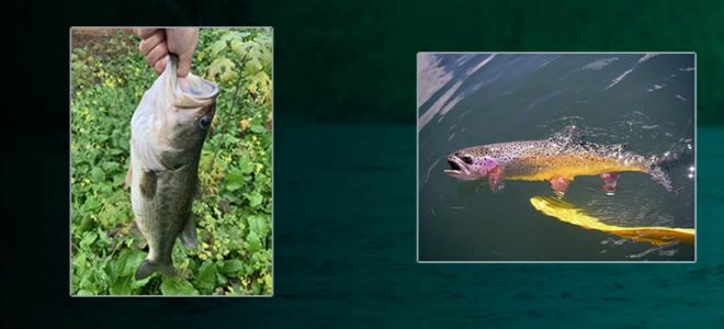 bass vs trout fishing