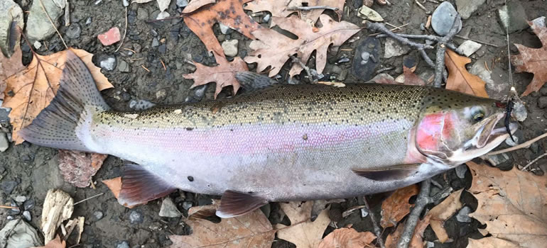 How to Catch Rainbow Trout in a Lake from Shore