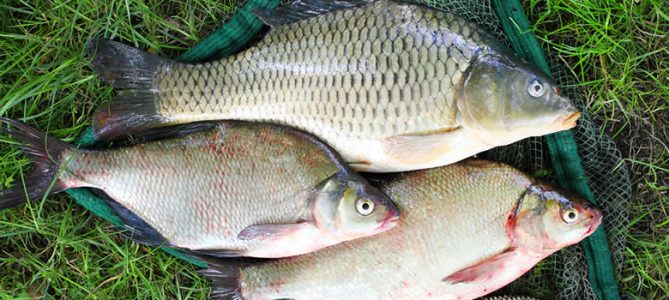 How to Avoid Bream When Carp Fishing