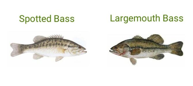 Spotted Bass vs. Largemouth Bass: Color, Size, and Behavior Differences Explained