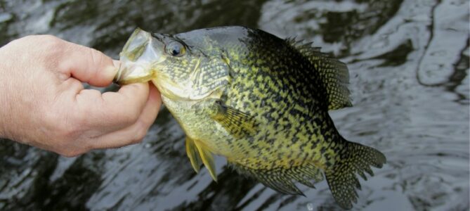What pound test line is best for crappie? 