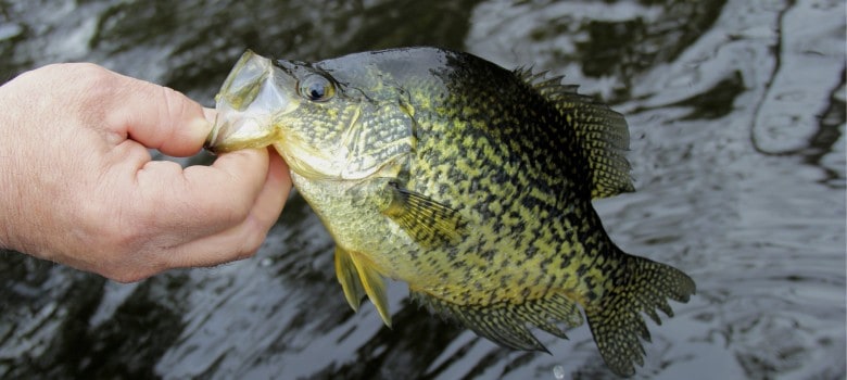 What pound test line is best for crappie? 