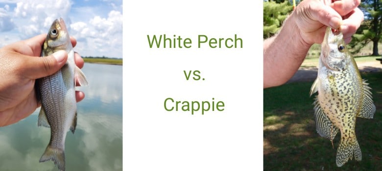 White Perch vs. Crappie: How to Tell the Difference and Catch More Fish