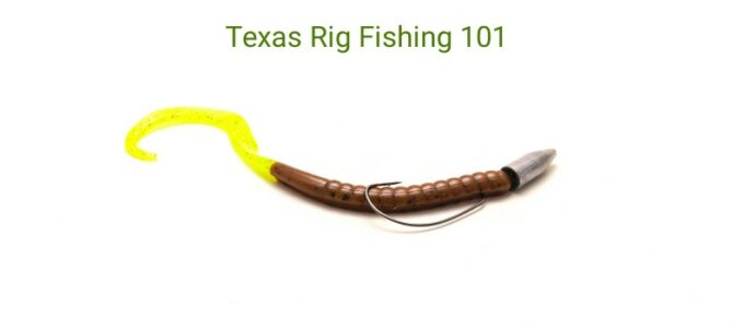 Texas rig fishing
